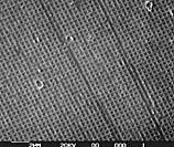 碳复型格栅标样604